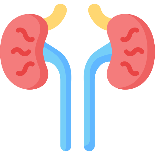 kidney